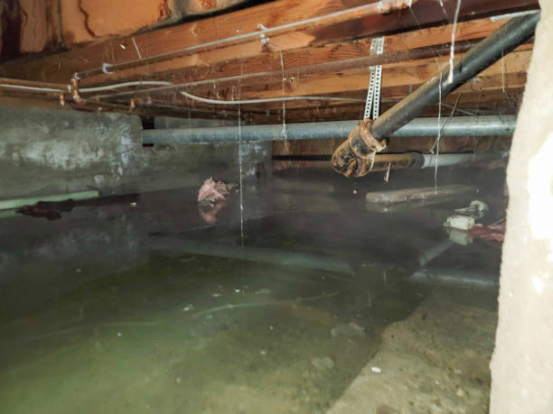 Best Water damage contractors near me  in Magnolia, OH